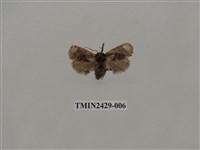 藏品(梯刺蛾)的圖片